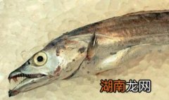 黄河鱽鱼多少钱一斤 黄河鱽鱼百科